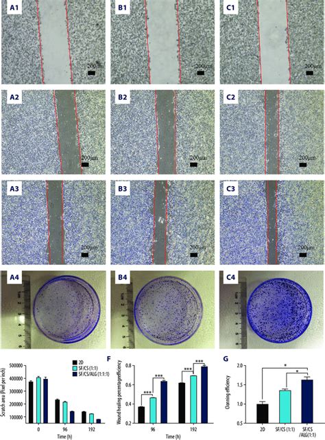 Wound Healing Assay 